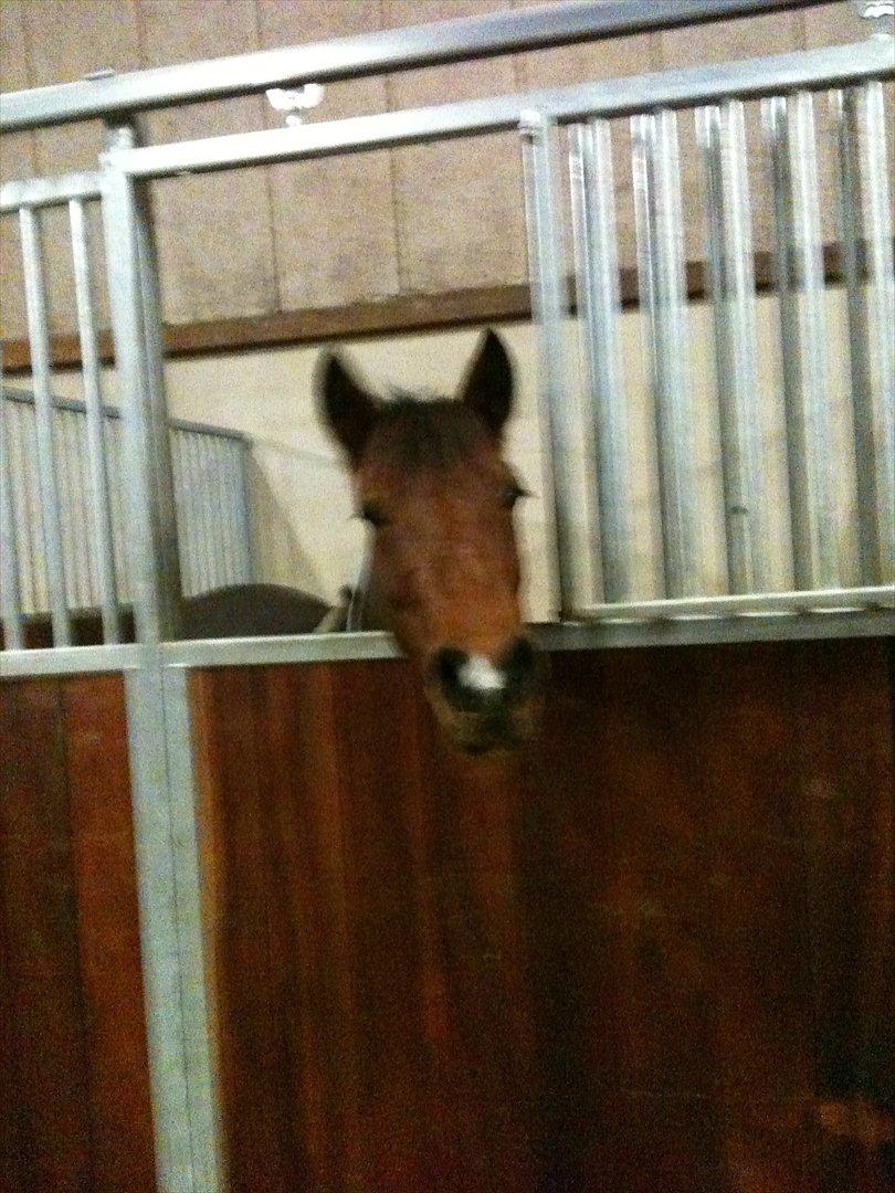 Pinto Sandie - Sandie i boksen
foto:Mig billede 13