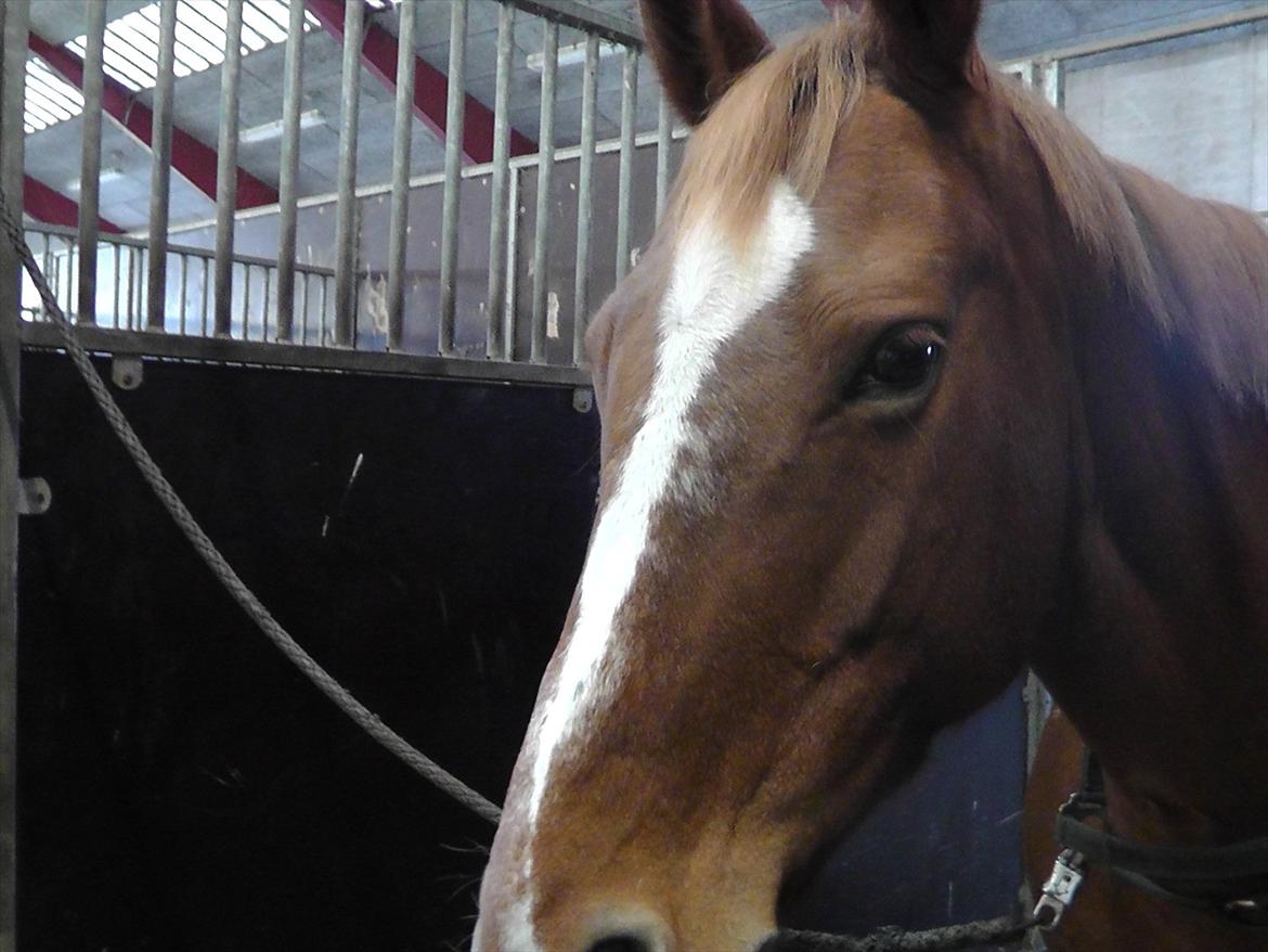 Dansk Varmblod Stedets Leda (Lille Liden) *Min øjesten* - En dag hvor vi hyggede hele dagen i stalden og hygge red.
19/11 2011 billede 2