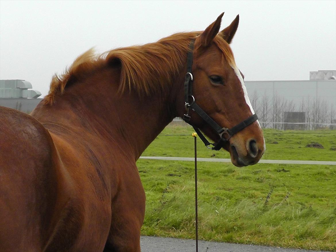 Dansk Varmblod Stedets Leda (Lille Liden) *Min øjesten* - Du er så smuk!
19/11 2011 billede 6