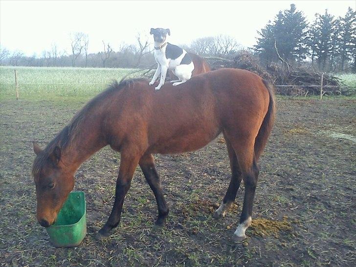 Oldenborg Stald Amour´s Jacuzzi billede 1