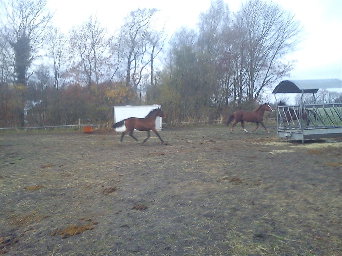 Oldenborg Stald Amour´s Jacuzzi billede 19