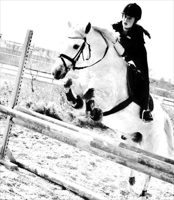 New Forest Oliver<3  billede 7