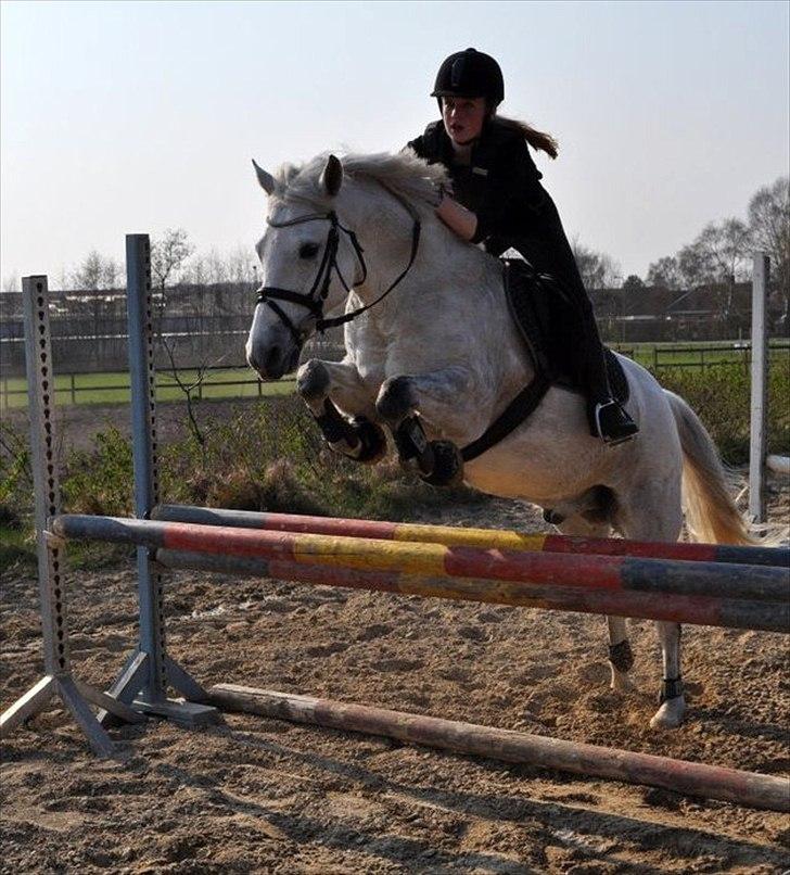 New Forest Oliver<3  billede 8