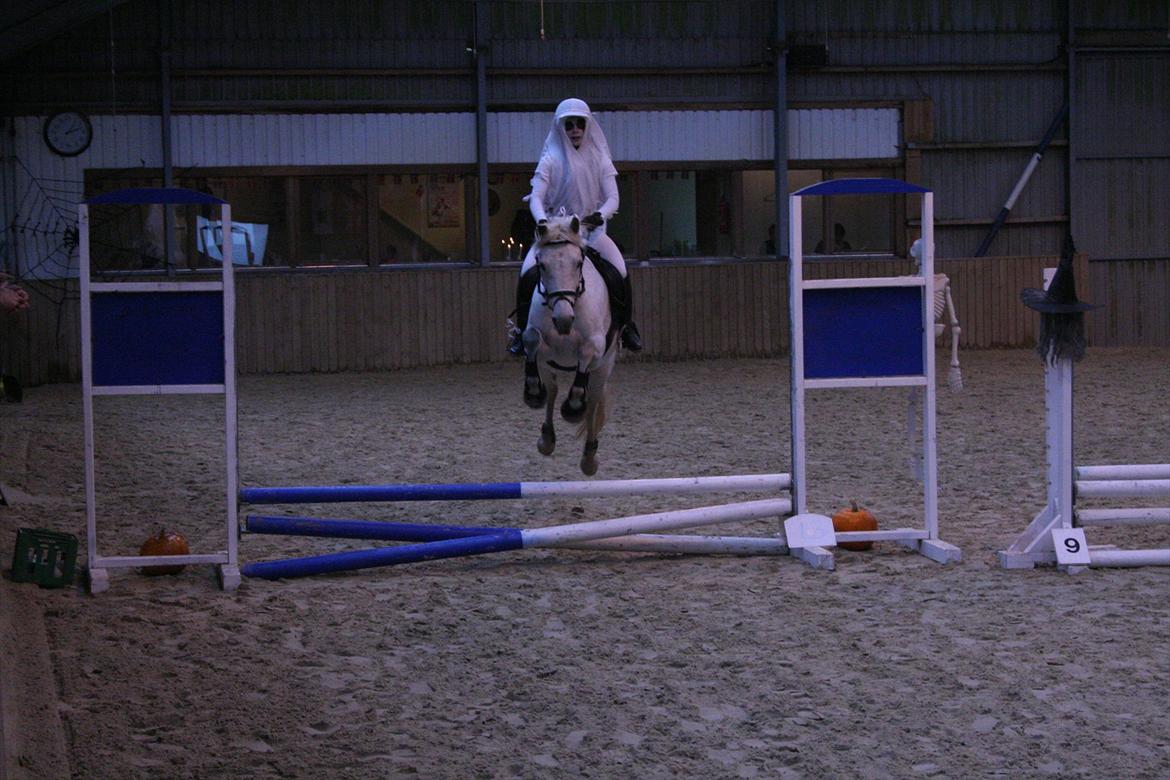 New Forest Lundemarksgårds Scarlet O'hara - Haloween stævne, som spøgelse. -Oktober 2011. billede 9