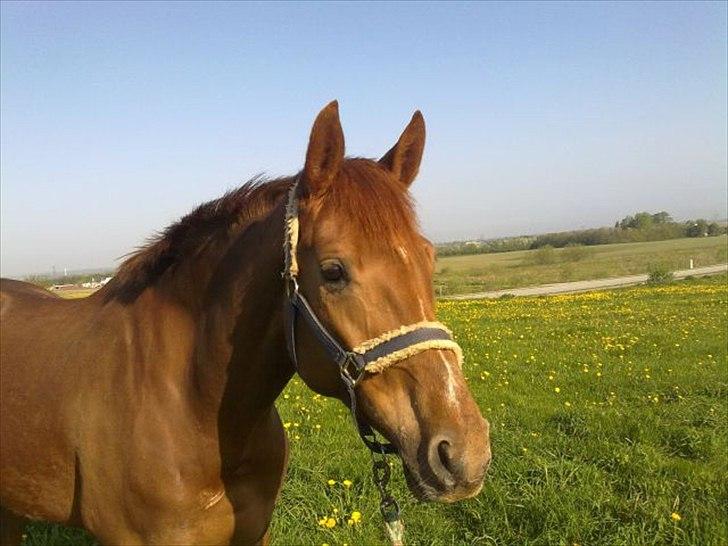 Westfaler Just Capella [Tidl. part] - 2] Billedet er lånt af Frederikke :-). billede 2