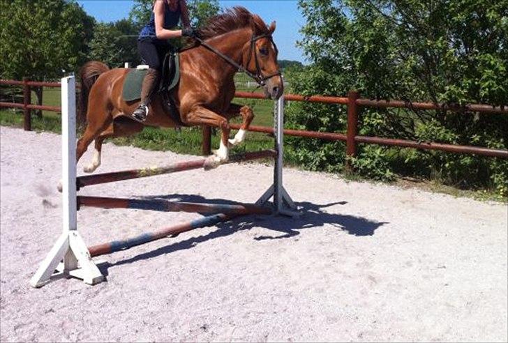 Westfaler Just Capella [Tidl. part] - 3] Capella springer. Det er ikke mig der rider!

Billedet er lånt af Frederikke :-). billede 3