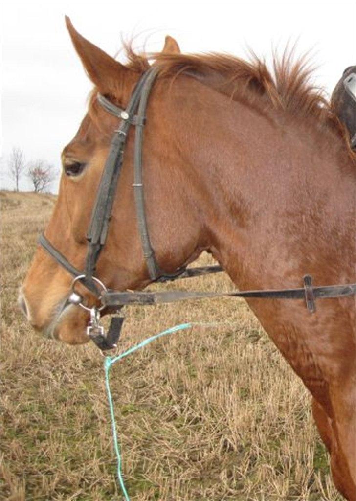 Westfaler Just Capella [Tidl. part] - 4] Pella på tur.

Billedet er lånt af Frederikke :-). billede 4