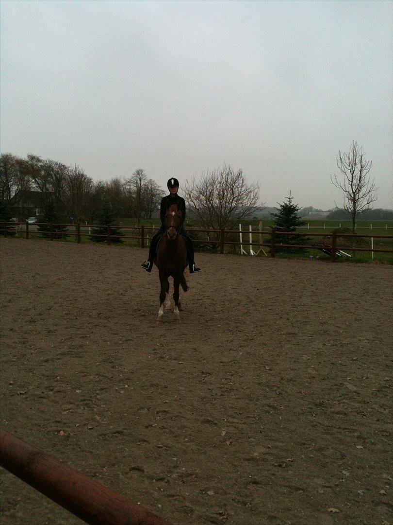 Westfaler Just Capella [Tidl. part] - 5] Mig og Capella, 2. gang jeg var oppe på hende.

Undskyld kvaliteten. billede 5