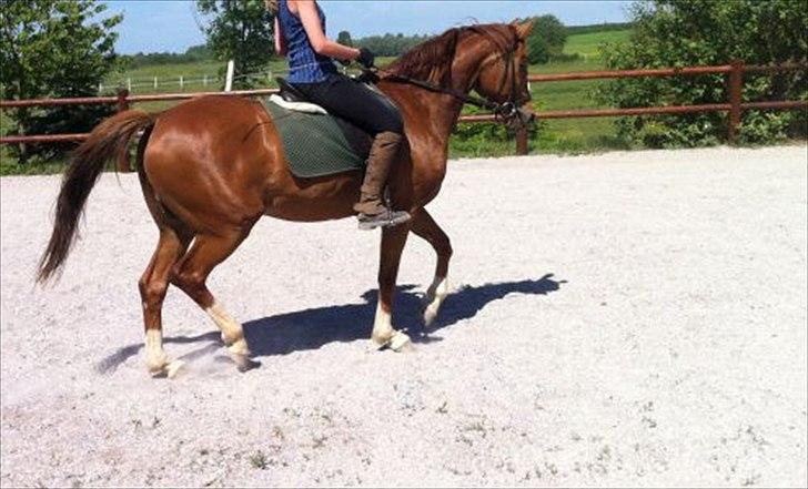 Westfaler Just Capella [Tidl. part] - 6] Lidt dressur. Det er ikke mig der rider...

Billedet er lånt af Frederikke :-). billede 6