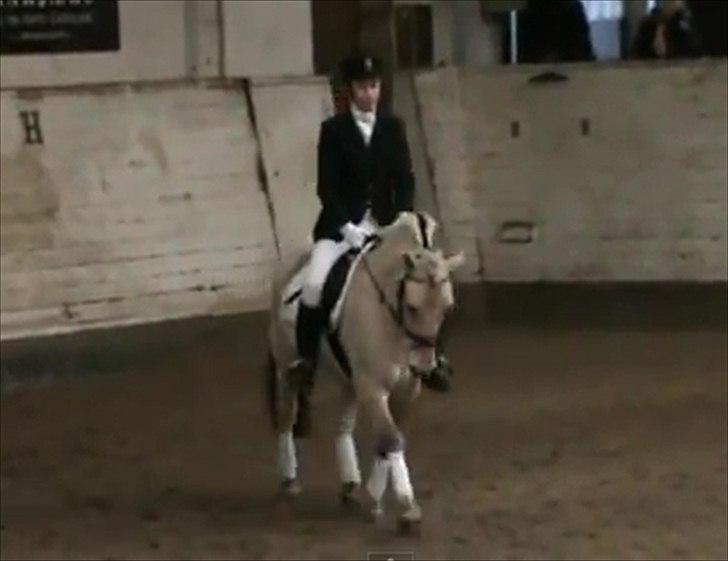 Fjordhest Åge  - Åge og mig til stævne (-:
Foto: fra Video billede 8