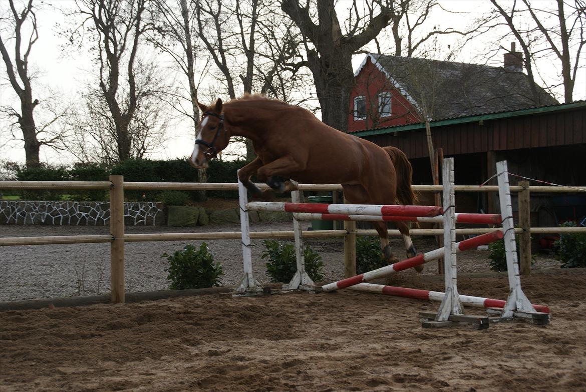 Anden særlig race Charlatan <3 - Anden gang han bliver løssprunget :-) billede 6