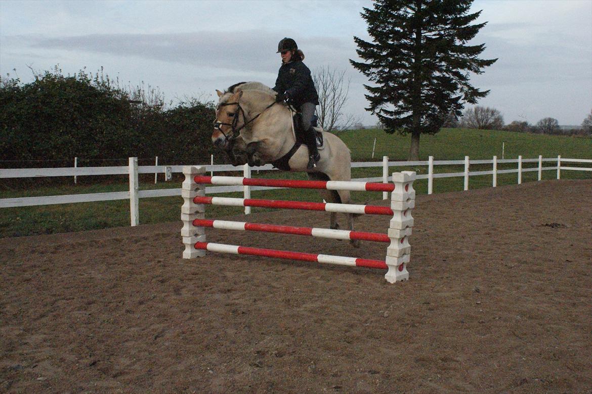 Fjordhest Dalargutt aka Gutti/Gutten - Soringtræning d. 26/11-11
Her over 110cm ;D
4. gang Line springer ham billede 6