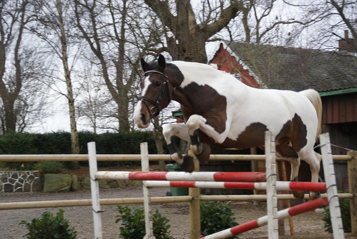 Pinto Charmaine billede 1