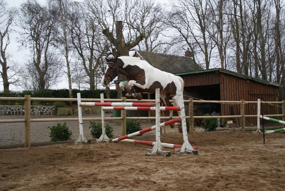 Pinto Charmaine billede 8