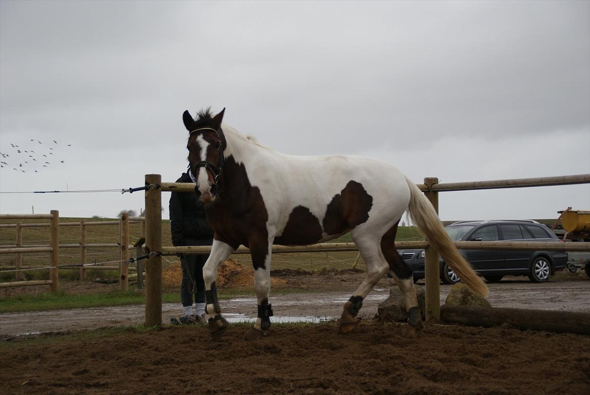 Pinto Charmaine billede 9