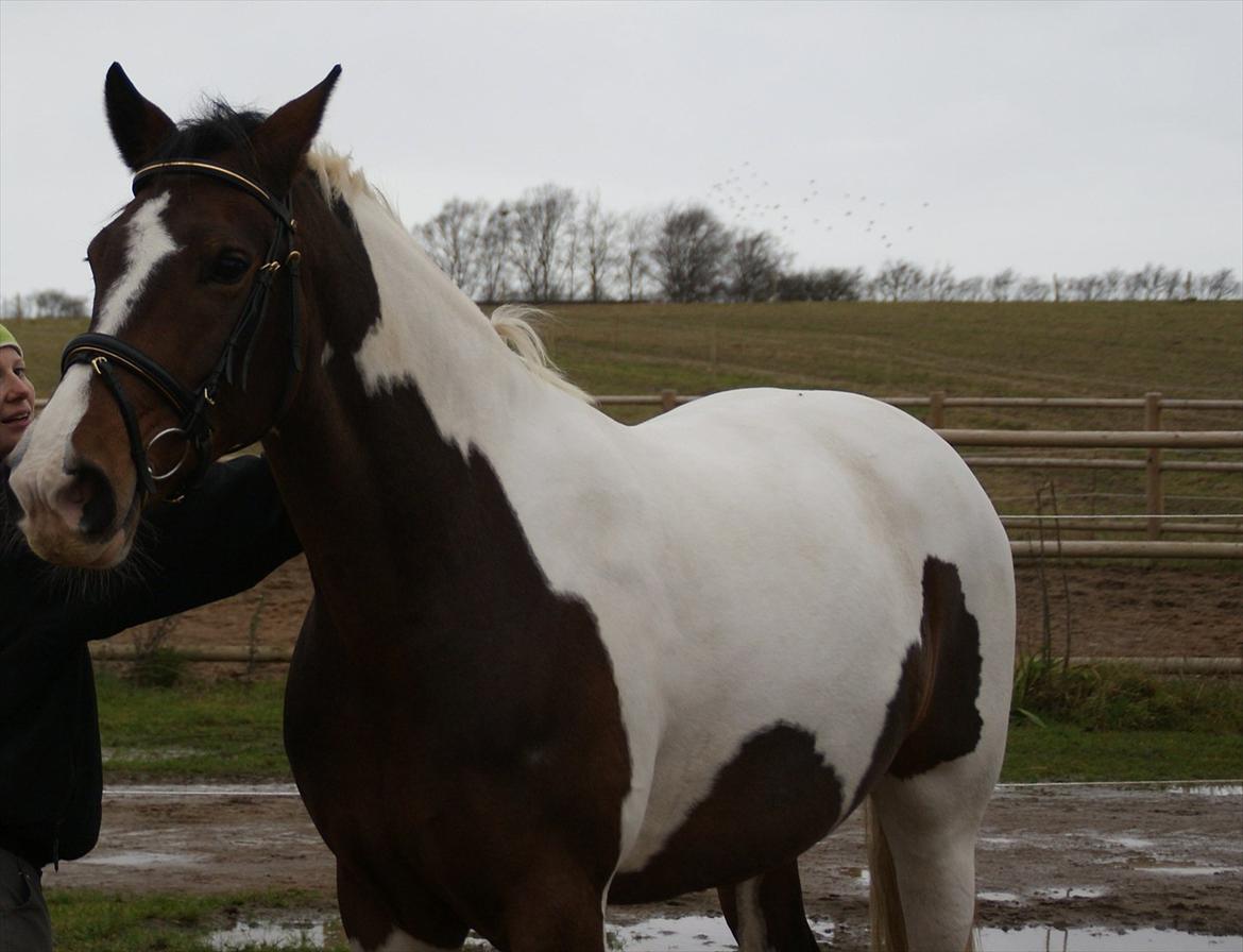 Pinto Charmaine billede 10