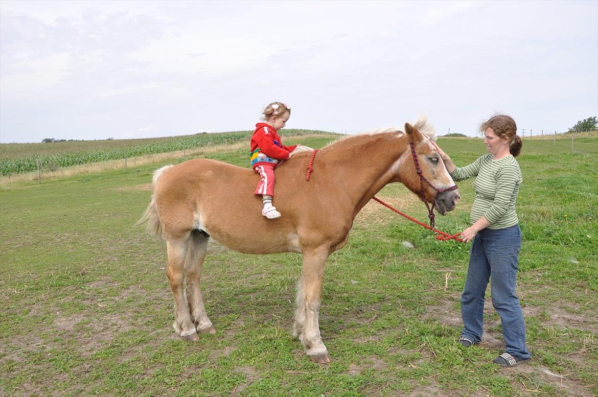 Tyroler Haflinger Anton himmelhest  billede 9