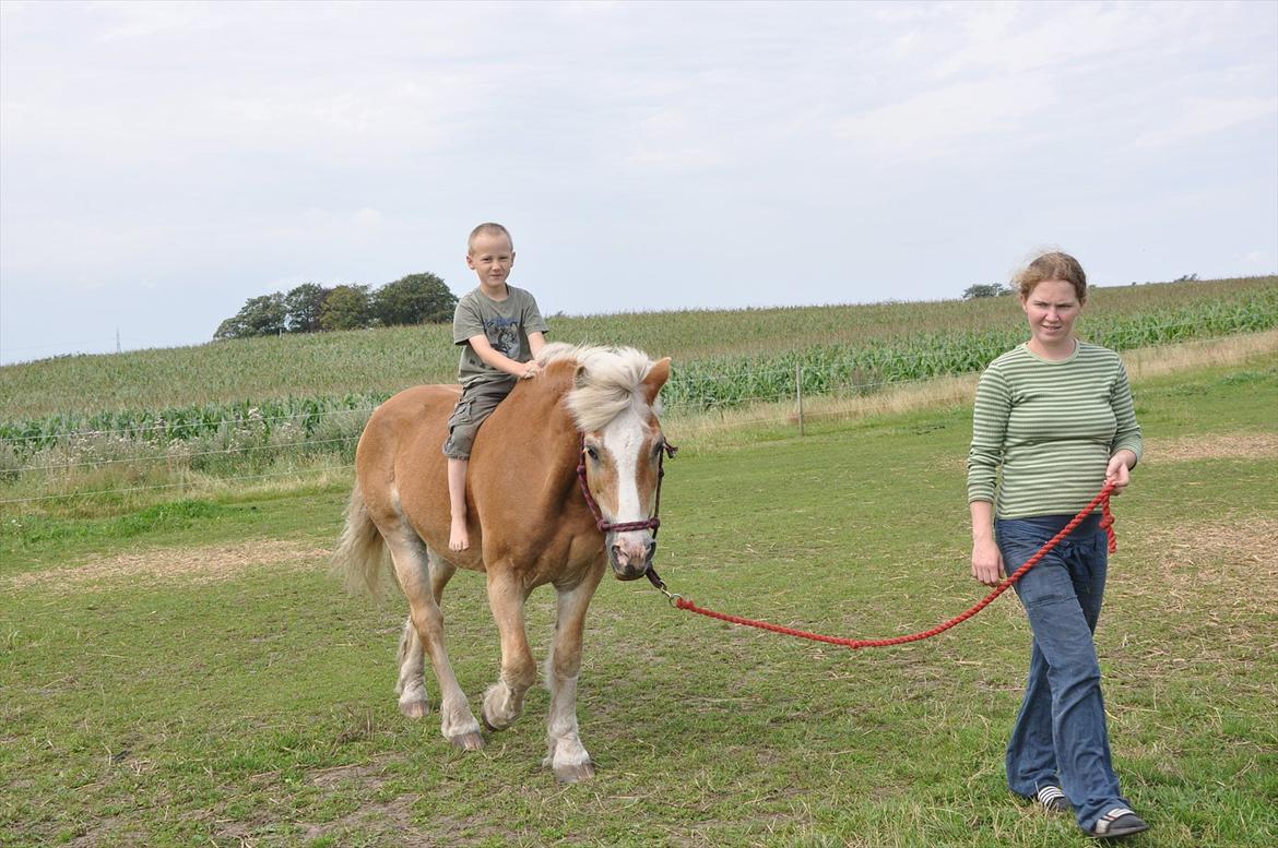 Tyroler Haflinger Anton himmelhest  billede 10