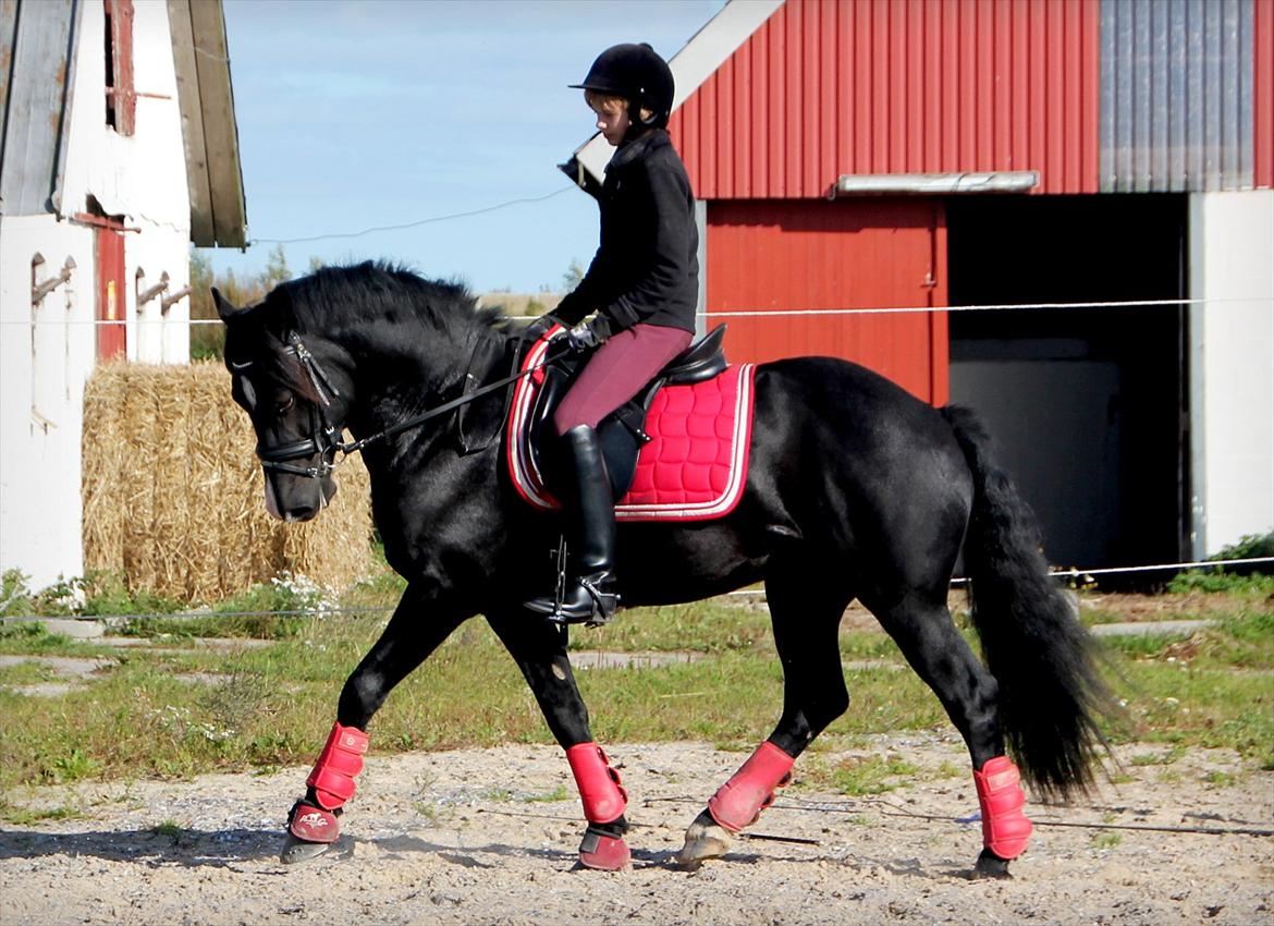 Welsh Cob (sec D) Thornvig Shadow - Trænning der hjemme. Sommer 2011!:) billede 16