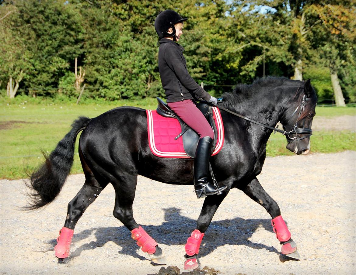 Welsh Cob (sec D) Thornvig Shadow - Trænning der hjemme på banen 2011;) billede 15