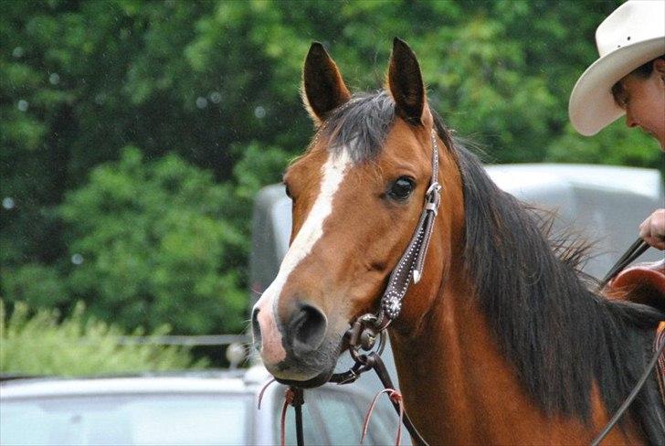 Quarter Sweet Doc Herman billede 14