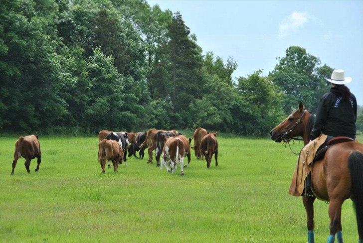 Quarter Sweet Doc Herman billede 15