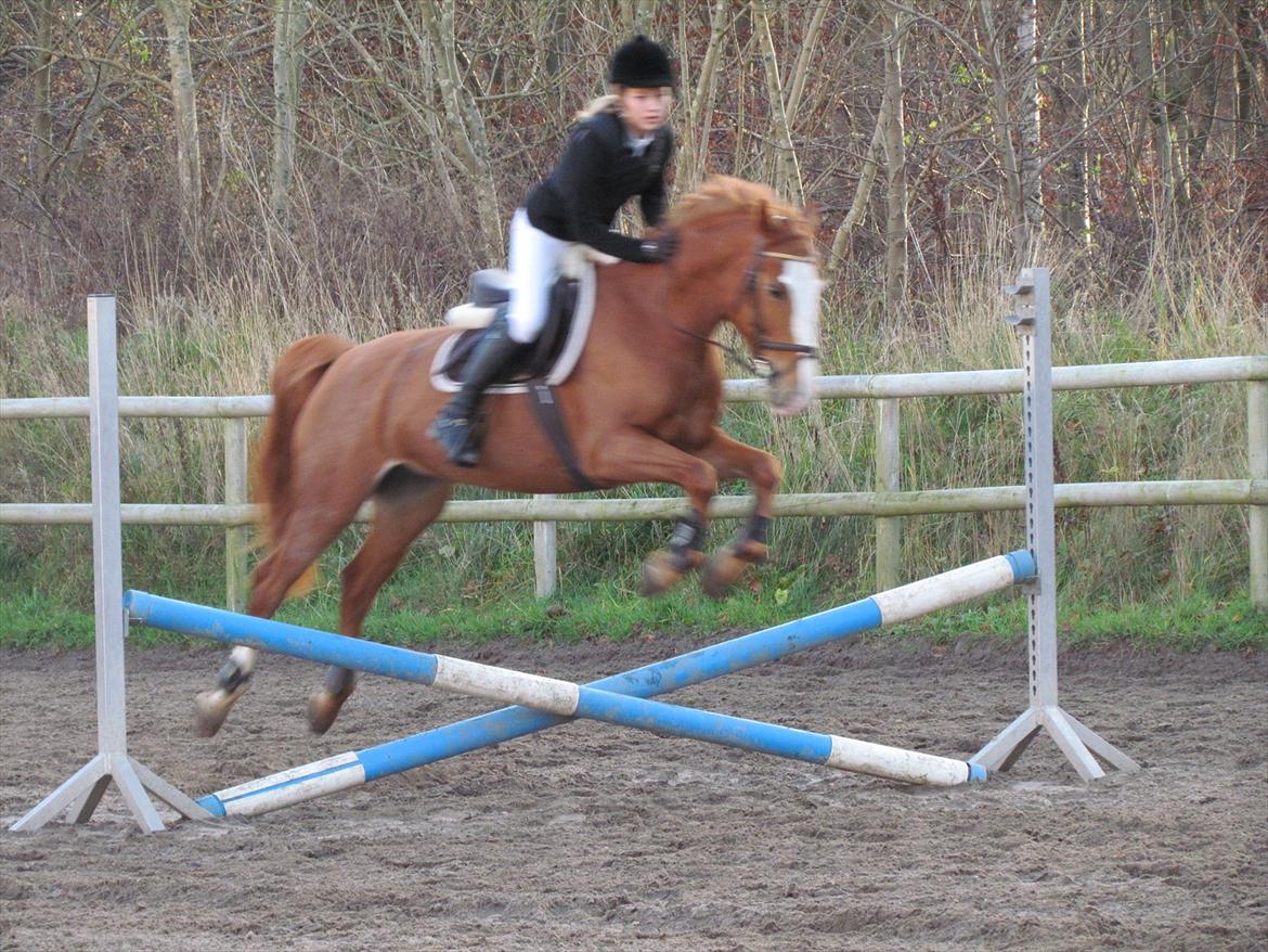 Anden særlig race Biate *Ibi* - opvarmning til vores første stævne sammen :-) billede 19