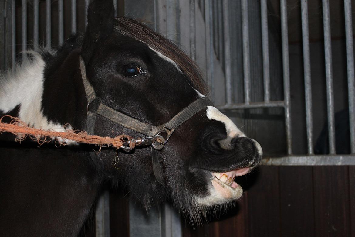 Tinker Tinker - Tarquin [Mors] - Søøøøøde basse :-* billede 20