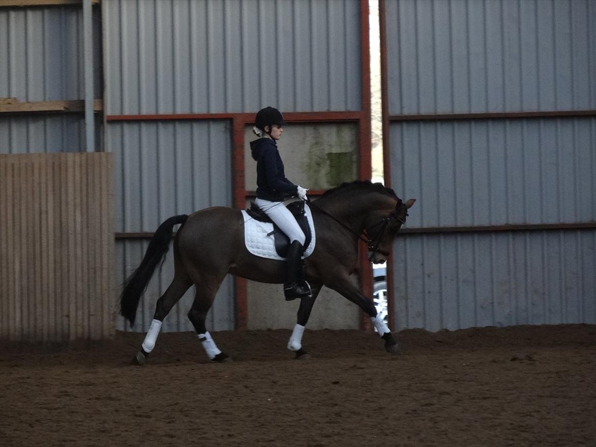 New Forest Kantje's Thierry B-pony RIP - første landstævne i vejle 7.plads! (OPVARMNING) billede 17