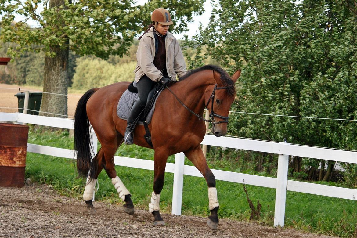 Tysk Varmblod Champion's Caspar - 15.09.2011 billede 1
