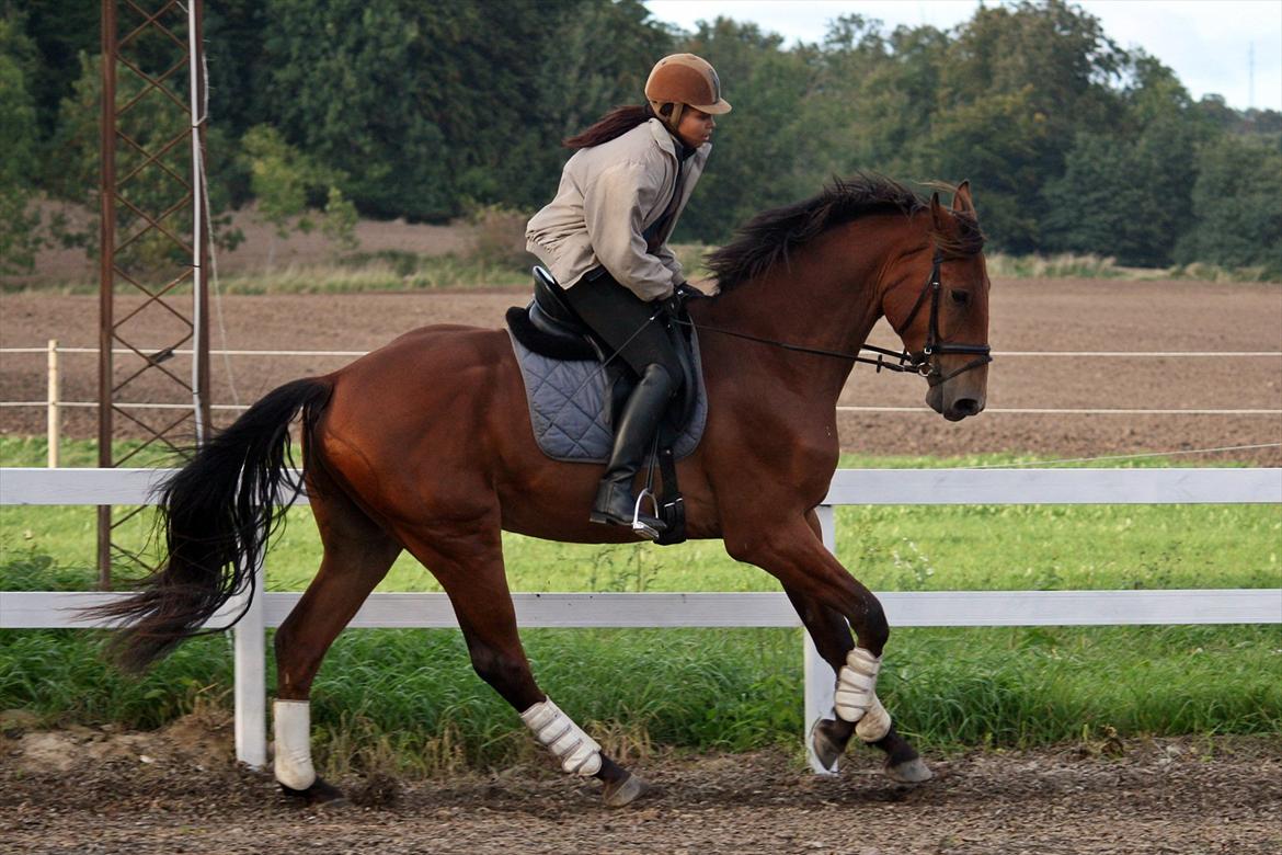 Tysk Varmblod Champion's Caspar - 15.09.2011 billede 2