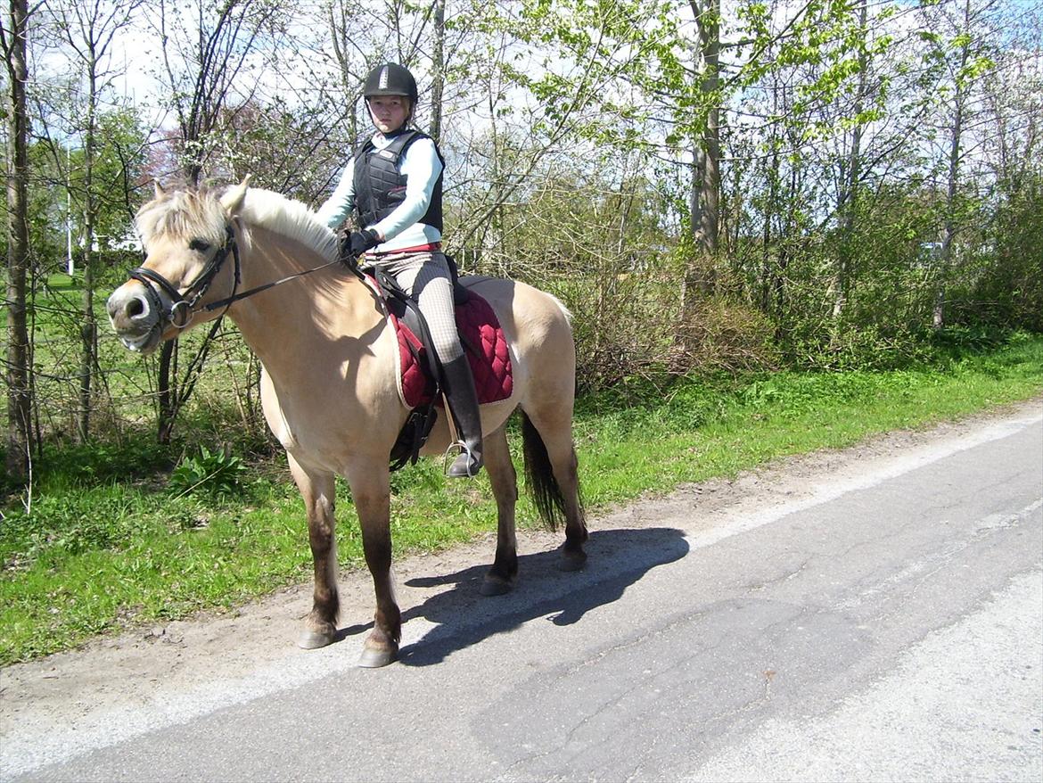 Fjordhest mølhøjs fenja billede 13