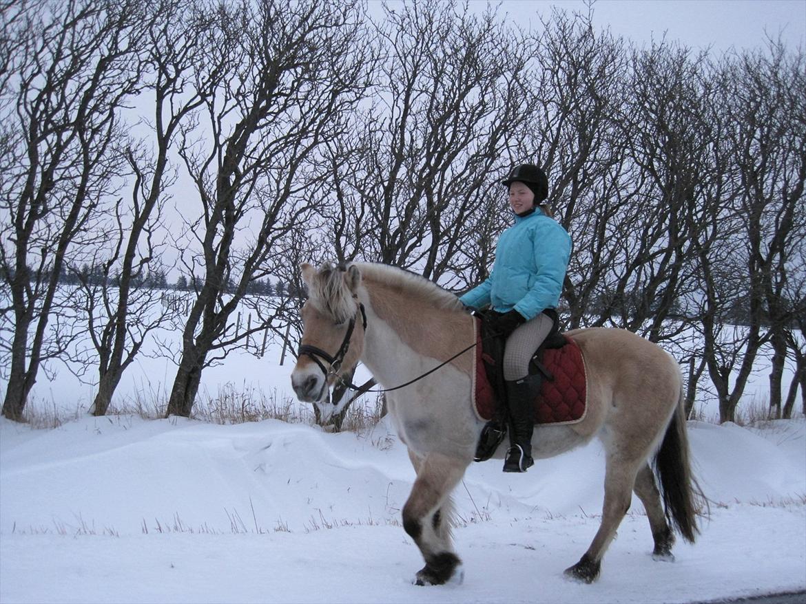 Fjordhest mølhøjs fenja - ude og ride i sne:) billede 14
