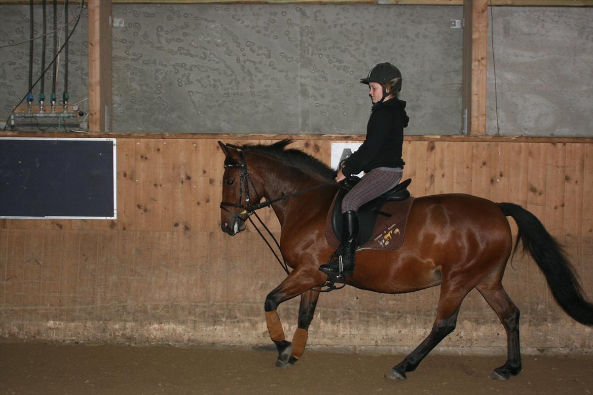 Anden særlig race Rosa billede 4