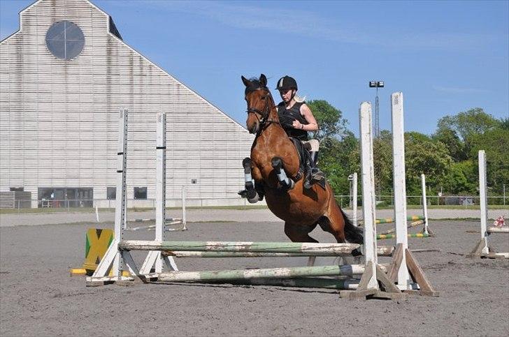 Anden særlig race Rosa - spring på Vilhelmsborg:-D billede 6