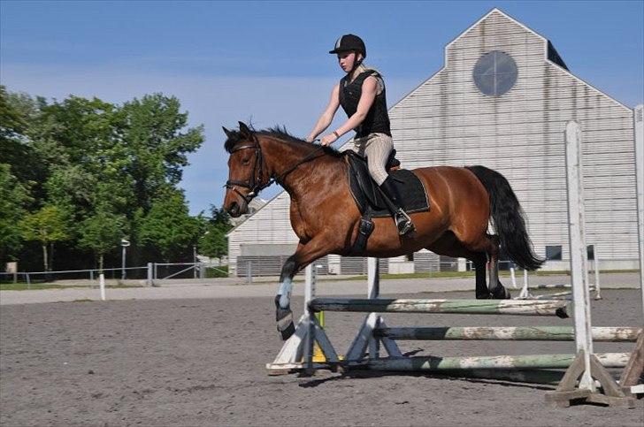 Anden særlig race Rosa - spring på Vilhelmsborg:-D billede 7
