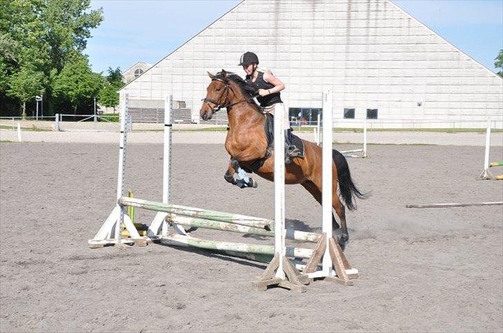 Anden særlig race Rosa billede 8