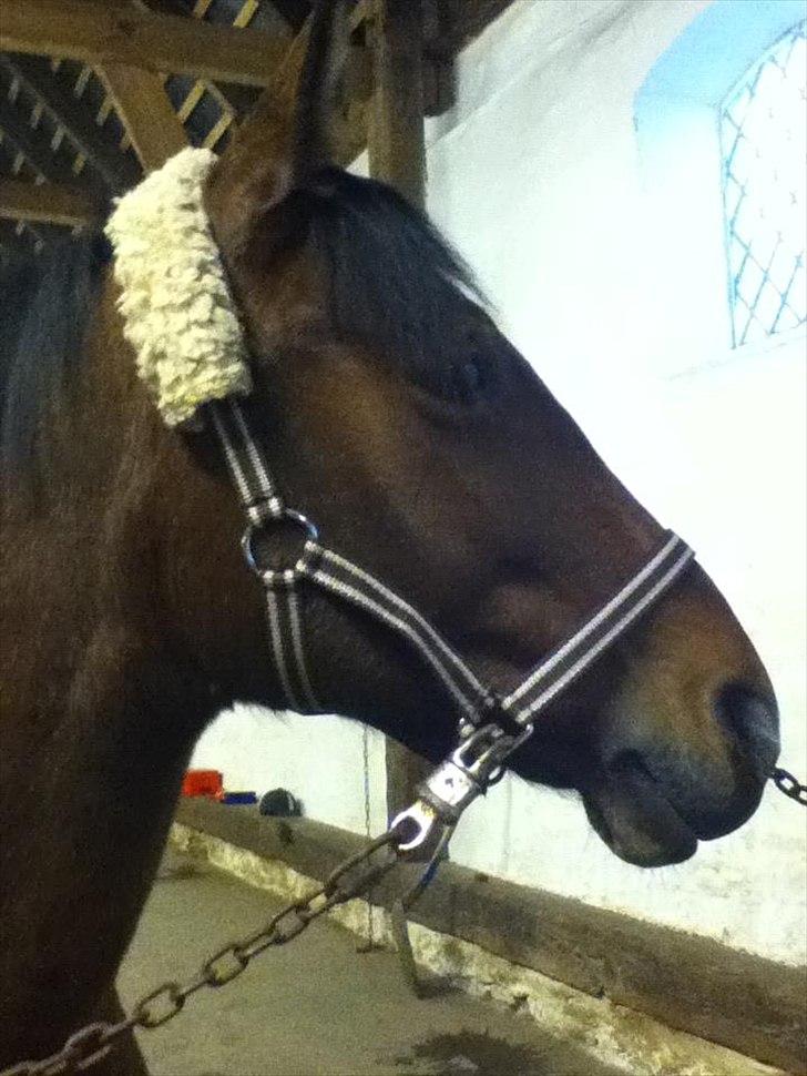 Anden særlig race Rosa billede 12