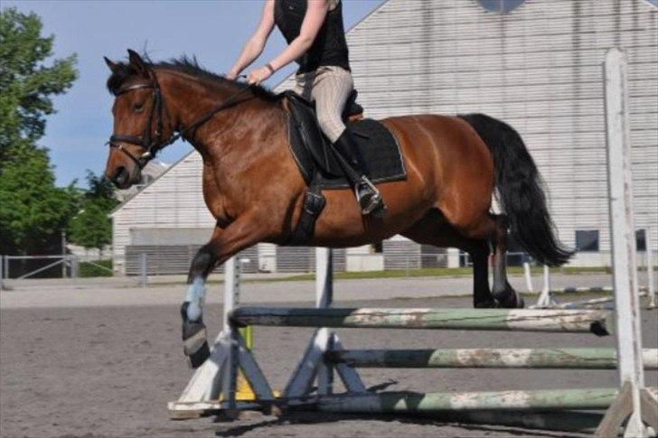 Anden særlig race Rosa - spring på Vilhelmsborg:-D billede 10
