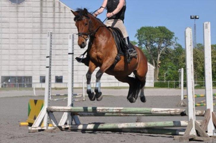 Anden særlig race Rosa - spring på Vilhelmsborg:-D billede 11
