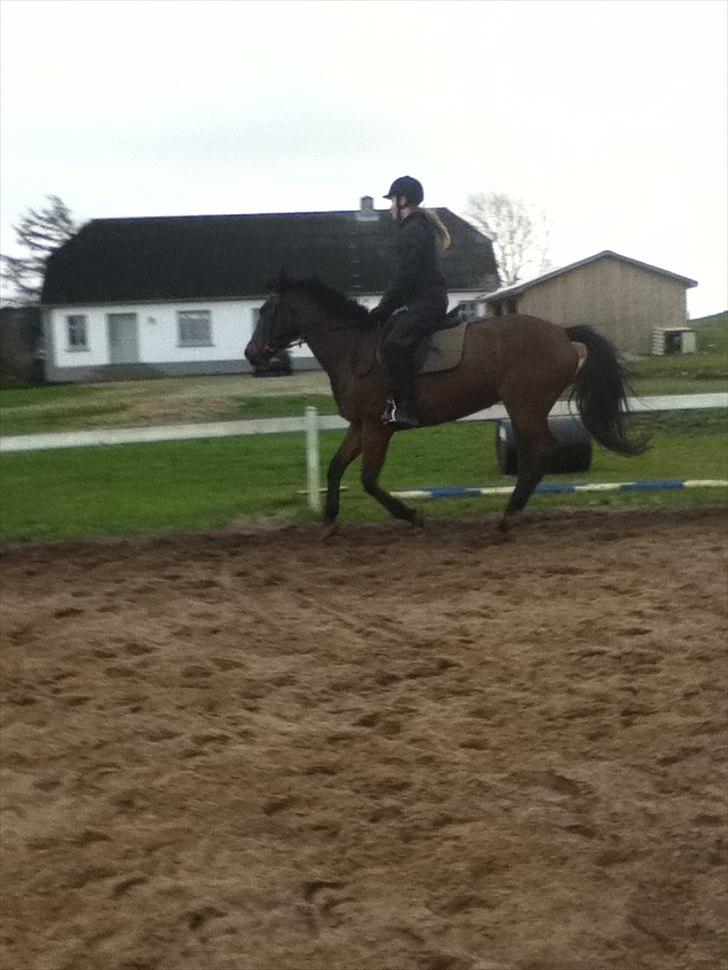 Anden særlig race Sussi/mulle-pigen<3 - fuld galop;)<33
You are so beautiful to me;)<3 billede 7