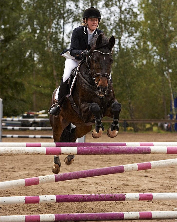 Dansk Varmblod Gammelbys Cavel billede 19