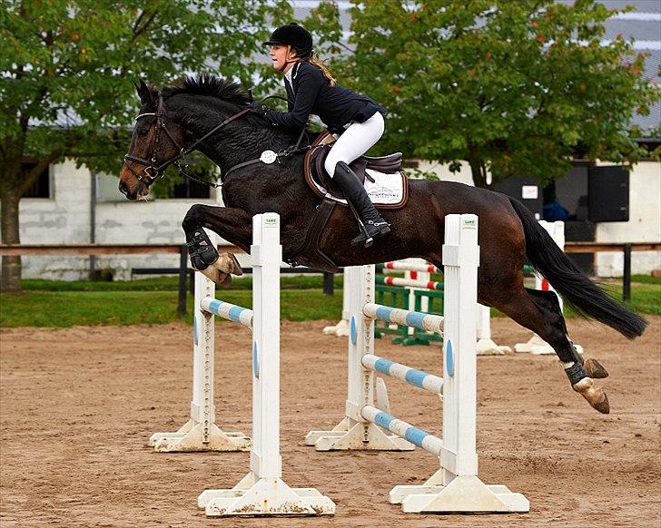 Dansk Varmblod Gammelbys Cavel billede 6