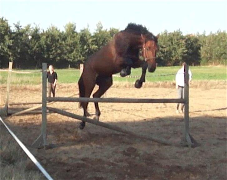 Dansk Varmblod DM's Cancan billede 12