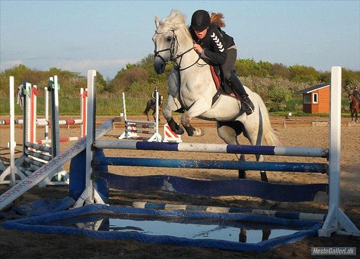 Anden særlig race - Star - (B-PONY) [HIMMEL HEST] - 8) billede 8