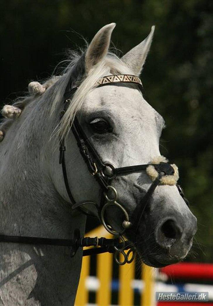 Anden særlig race - Star - (B-PONY) [HIMMEL HEST] - 2) billede 2