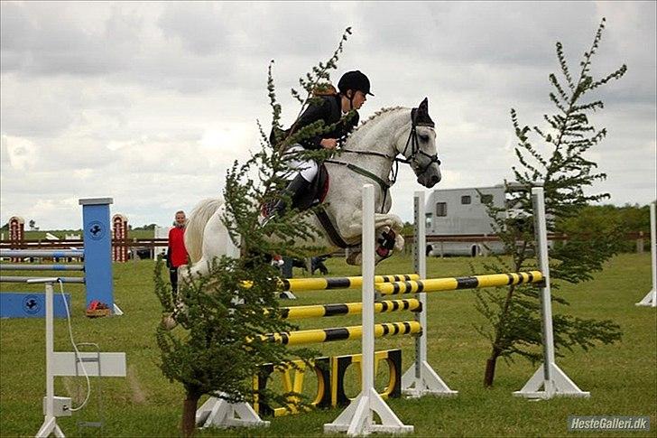 Anden særlig race - Star - (B-PONY) [HIMMEL HEST] - 3) billede 3