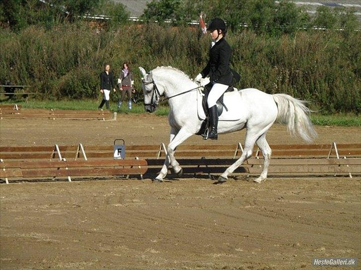 Anden særlig race - Star - (B-PONY) [HIMMEL HEST] - 4) billede 4