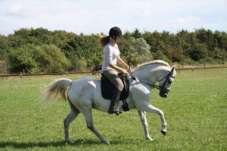 Anden særlig race - Star - (B-PONY) [HIMMEL HEST] - 6) billede 6