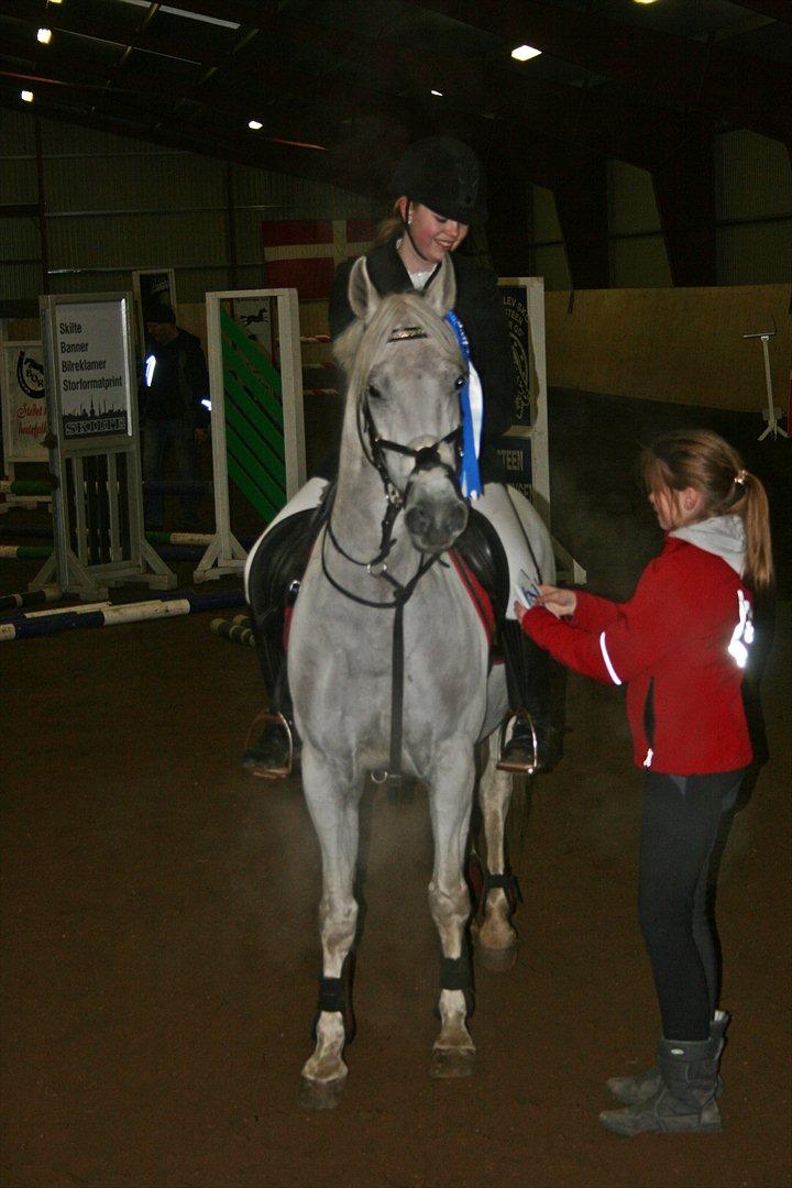 Anden særlig race - Star - (B-PONY) [HIMMEL HEST] - 7) billede 7